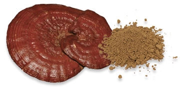 Organo Coffee