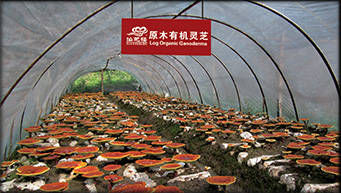 Organo Coffee