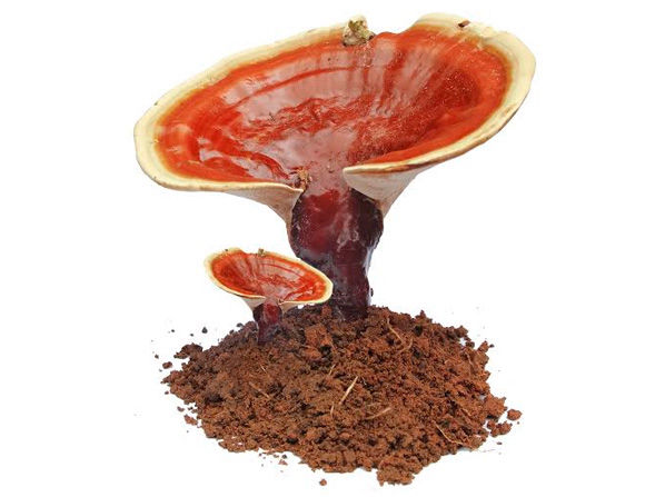 Organo Coffee