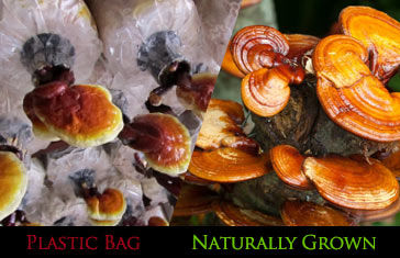 Organo Coffee
