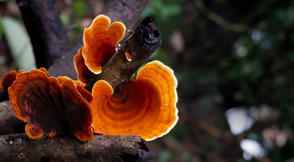 Ganoderma Mushroom Growth